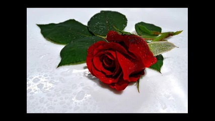 Една българска роза 