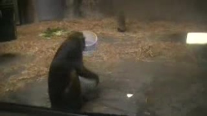 Monkeys Playing With Plastic Bowl Very Funny