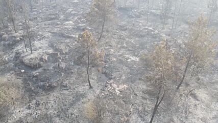 17 пожарникари пострадаха в горските пожари край Йерусалим