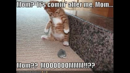 Funny Picture Compilation