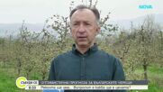 Добри прогнози за българските череши тази година