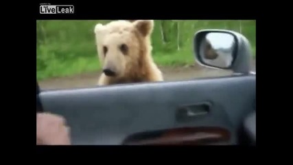 Руска мечка проси за храна по прозорците на колите