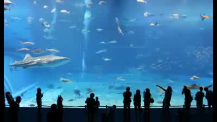 Окинавския аквариум (нещо което си заслужава да се гледа)