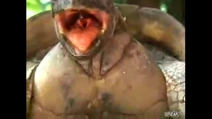Какви звуци издават костенурките при секс - това не се вижда всеки ден