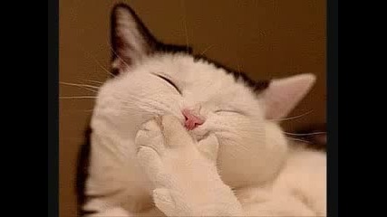 Very Funny Cats!