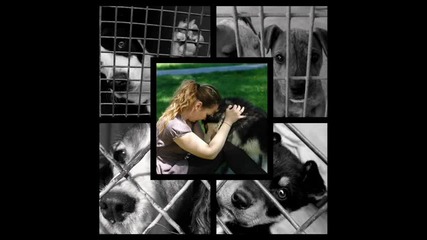 Dreaming Dogs 
