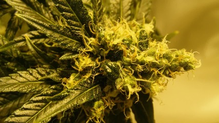 Curifex - Og Kush [hd]