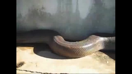 Змия Атакува