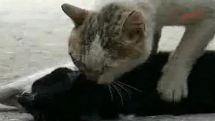 котка дава сърдечен масаж на пострадало приятелче