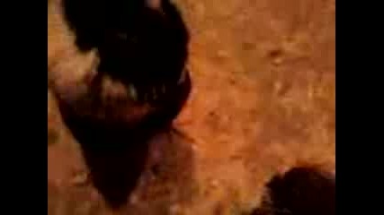 Video4