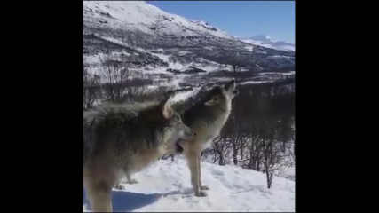Вой на вълци