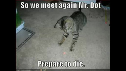Very Funny Cats 31