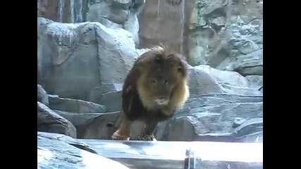 Лъв атакува човек в зоопарк-лас Вегас
