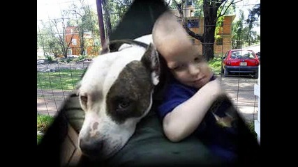 pit bull