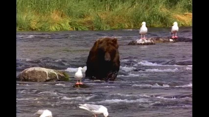Bear