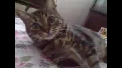 maks