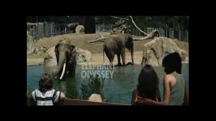 Mud bath - San Diego Zoo