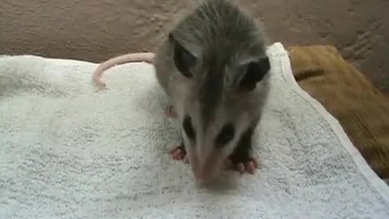 Baby opossum eating a grape