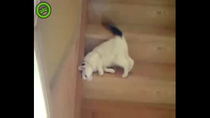 Котешки начин за слизане по стълби