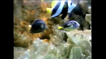 Stephanie De Monaco - Dance With Me