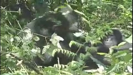 Ng Gorillas Find Refuge In Uganda 