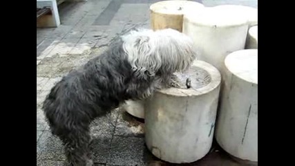 Боби На Чешмата