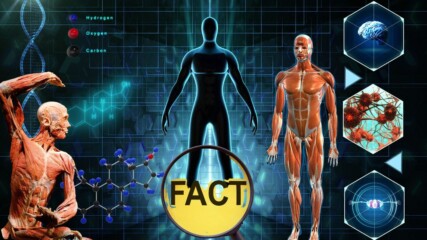 Странни факти за човешкото тяло, за които не сте подозирали🧐