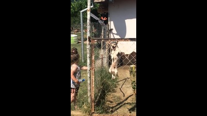 чихуахуа нинджа прескача ограда