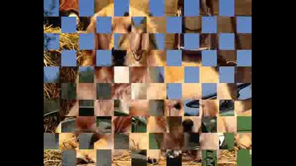 Dogs - Pics2