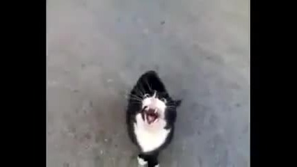 Смешно нервна котка говори на котешки!