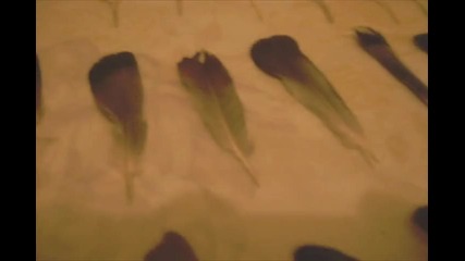 Колекцията на Тоби от гълъбови пера 