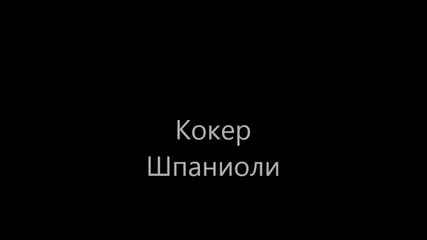 Koker Shpanioli