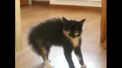 Опасно котенце!