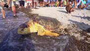 След дълго лечение: Пуснаха на свобода костенурка от застрашен вид