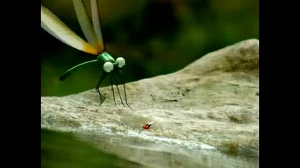 Minuscule
