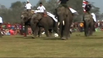Слонове играят футбол! 