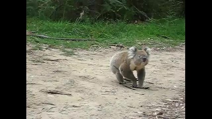 Коала,много симпатично животинче :)