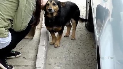 Бездомно куче живеещо в картонена кутия намери първите си приятели