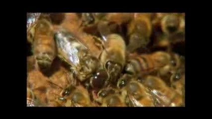 Silence of the Bees - Inside the Hive Pbs