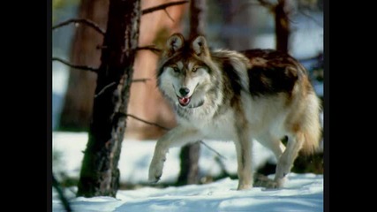 Wolf Attack Vol.18