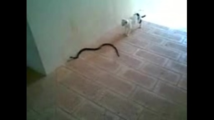 Cat vs Snake(1)
