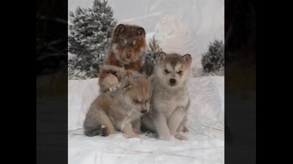 животни
