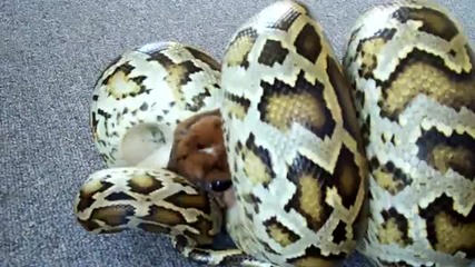 Burmese Python strikes constricts feeder bunny rabbit