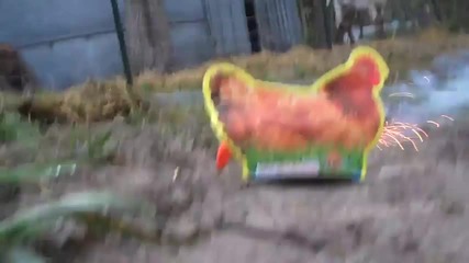 Пиле надува балон ?! :d