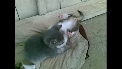 Котета