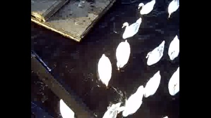 Lebedovo Ezero