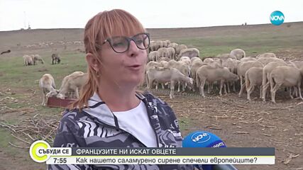 Българското овче саламурено сирене - все по-търсено в Европа