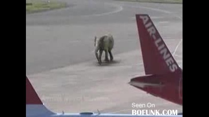 Летящ Слон Се Приземява На Летище