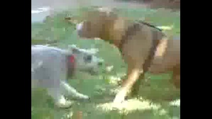Pit Bull Dogfight.avi