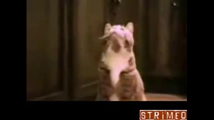 Говорещи котки!